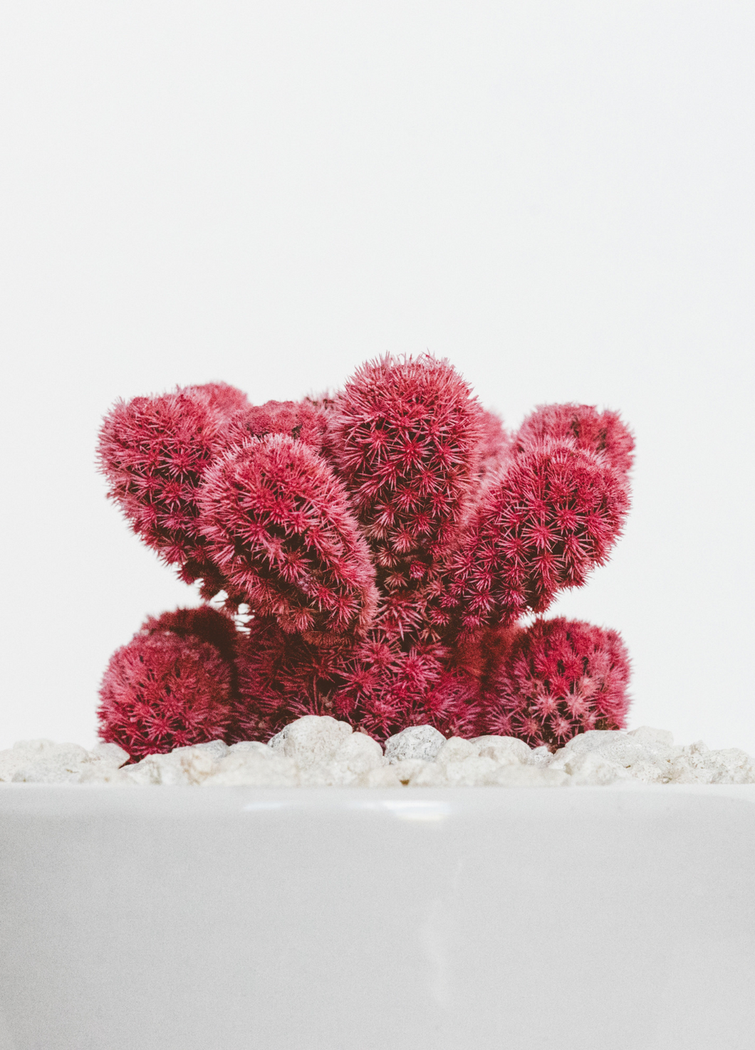 Red Cactus